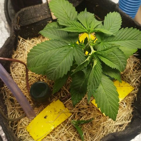 AK-47 Black growlog timeline photo