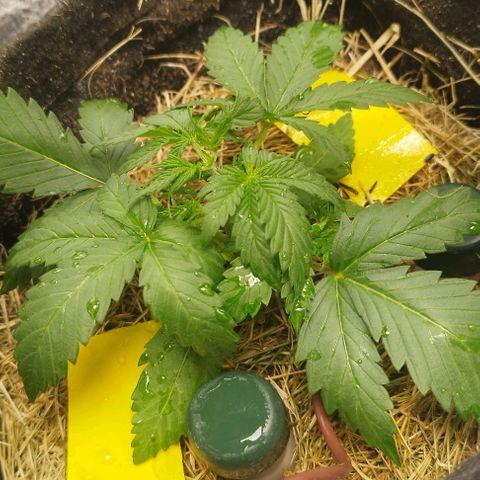 Honey Cream growlog timeline photo