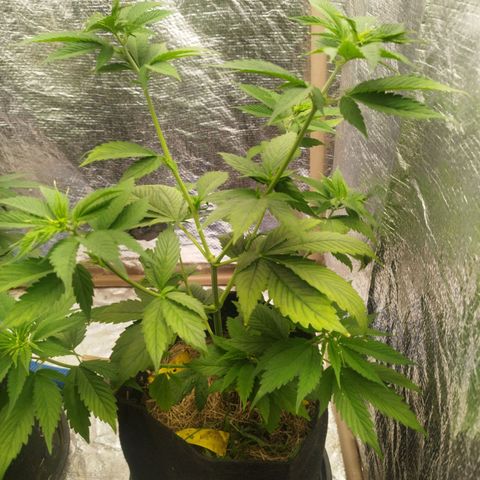 AK-47 Black growlog timeline photo