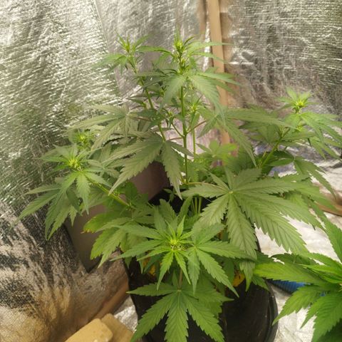 Honey Cream growlog timeline photo