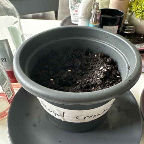 Royal Creamatic growlog photo: Samen in Erde platziert mit Handschuhen