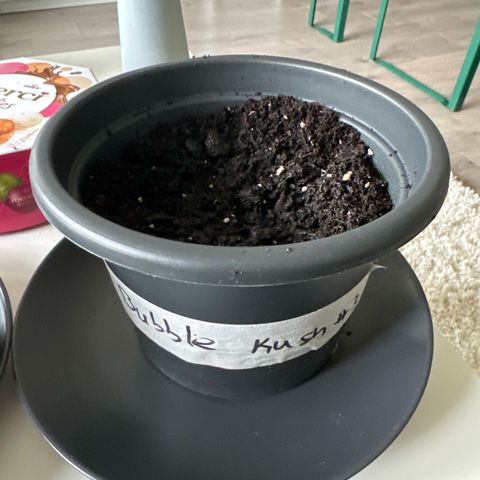 Bubble Kush Automatic growlog photo: Samen in Erde platziert mit Handschuhen