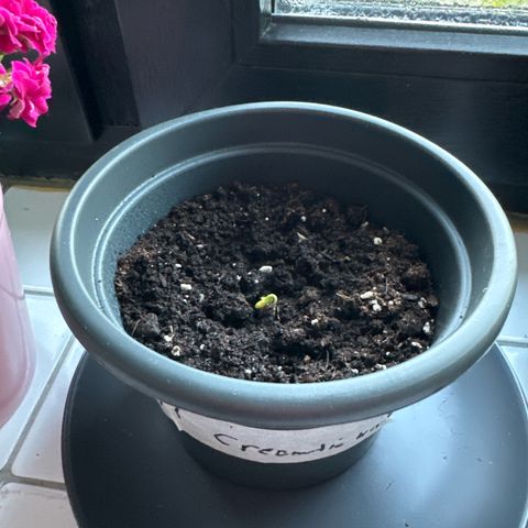 Royal Creamatic growlog timeline photo