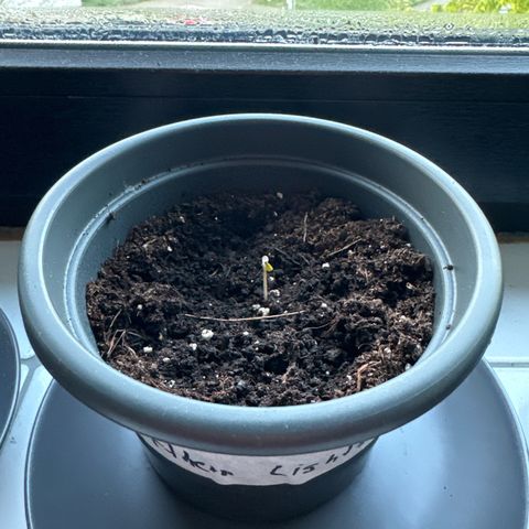 Auto Northern Lights growlog timeline photo