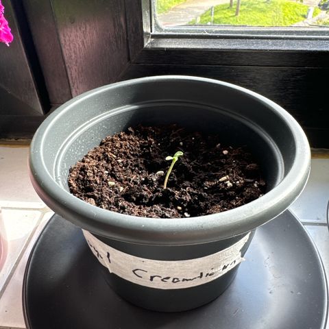 Royal Creamatic growlog timeline photo
