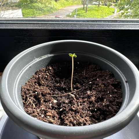 Auto Northern Lights growlog timeline photo