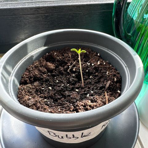 Bubble Kush Automatic growlog timeline photo