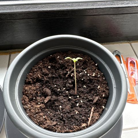 Bubble Kush Automatic growlog timeline photo