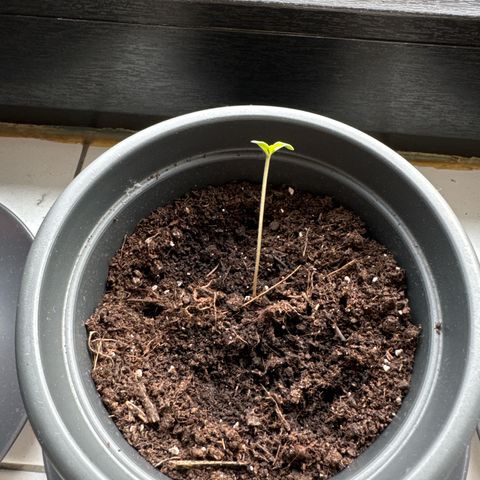 Auto Northern Lights growlog timeline photo