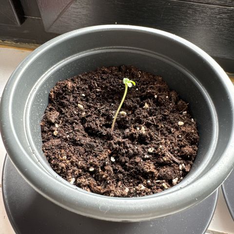 Royal Creamatic growlog timeline photo