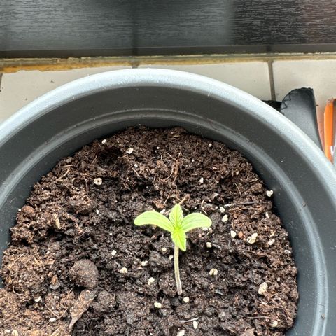 Bubble Kush Automatic growlog timeline photo