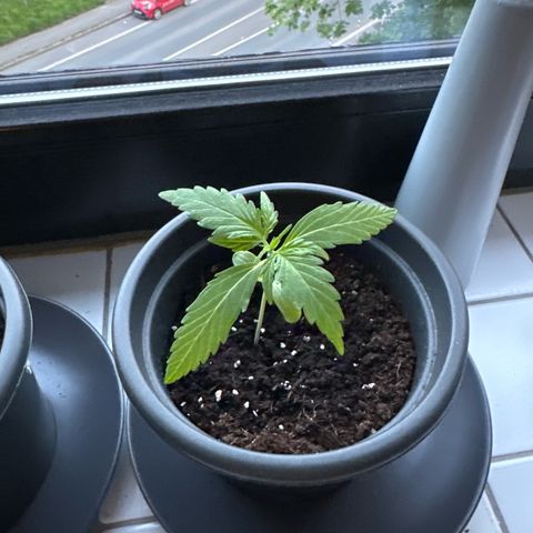 Bubble Kush Automatic growlog timeline photo