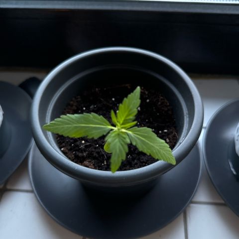 Auto Northern Lights growlog timeline photo