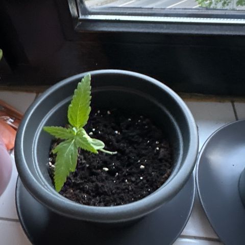 Royal Creamatic growlog timeline photo