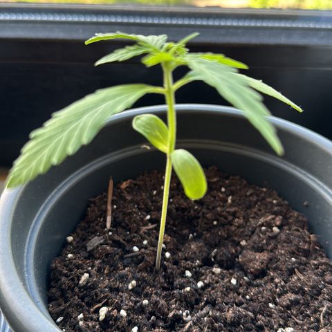 Bubble Kush Automatic growlog timeline photo