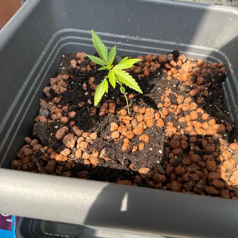 Royal Creamatic growlog photo: Umgetopft