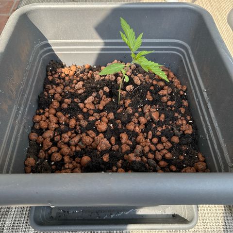 Auto Northern Lights growlog photo: Umgetopft
