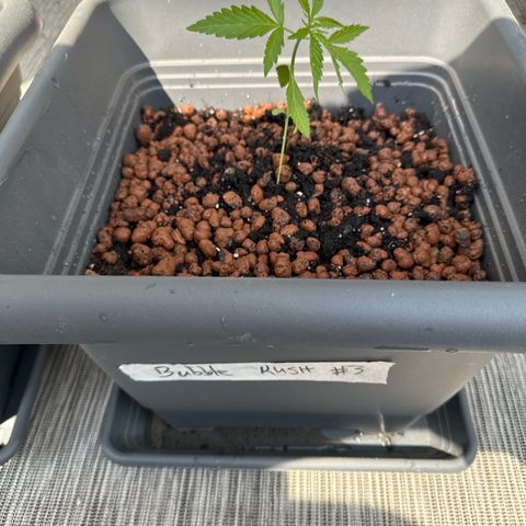 Bubble Kush Automatic growlog photo: Umgetopft 