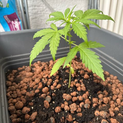 Bubble Kush Automatic growlog timeline photo