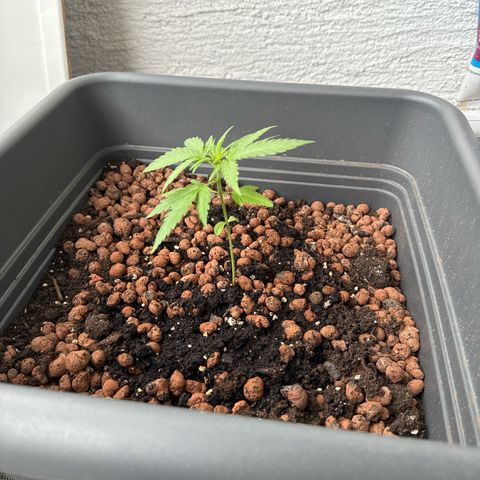 Royal Creamatic growlog timeline photo