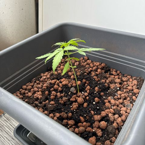 Auto Northern Lights growlog timeline photo