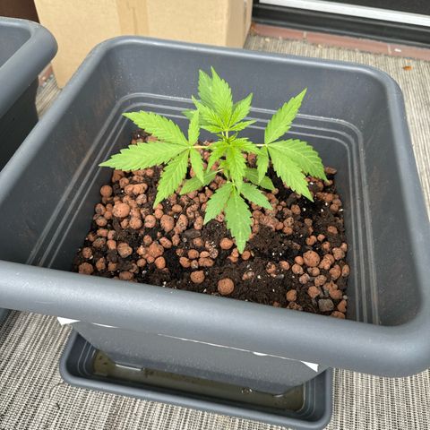 Auto Northern Lights growlog timeline photo