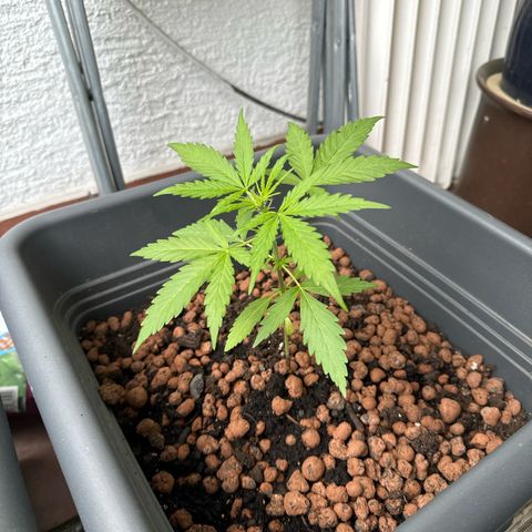 Bubble Kush Automatic growlog timeline photo