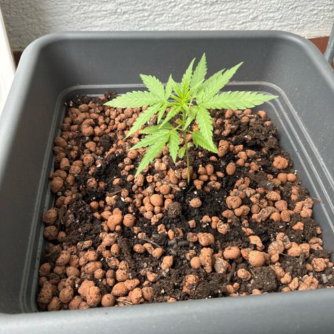Royal Creamatic growlog timeline photo