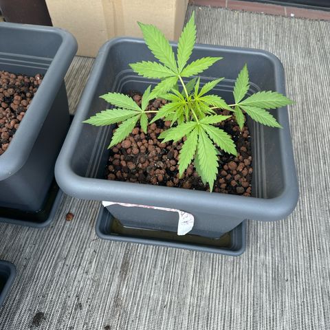 Auto Northern Lights growlog timeline photo