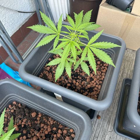 Bubble Kush Automatic growlog timeline photo