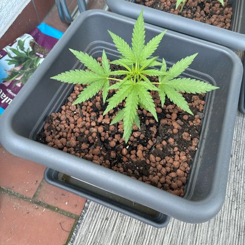 Royal Creamatic growlog timeline photo