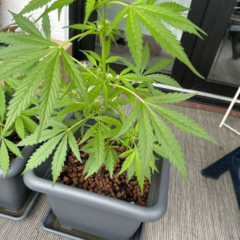 Bubble Kush Automatic growlog timeline photo