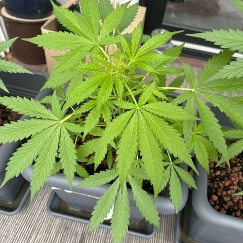 Auto Northern Lights growlog timeline photo
