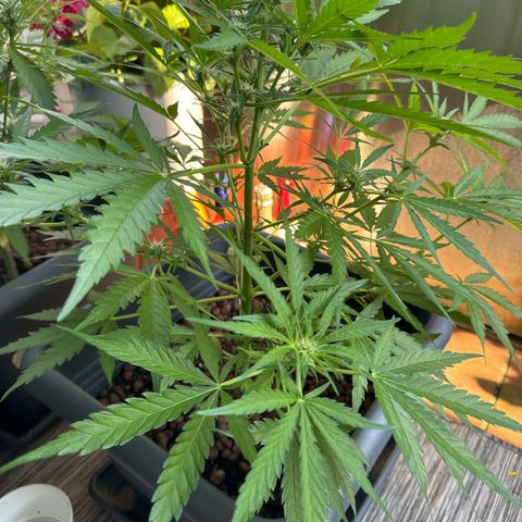 Royal Creamatic growlog timeline photo
