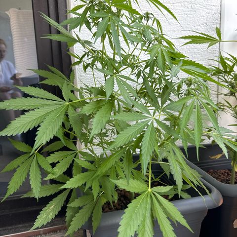 Auto Northern Lights growlog timeline photo