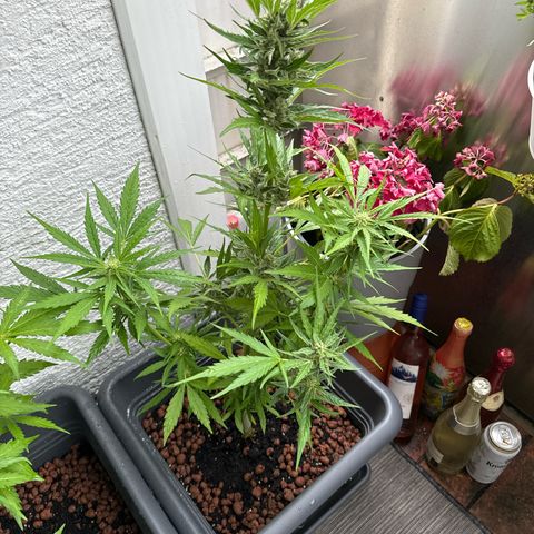 Bubble Kush Automatic growlog timeline photo