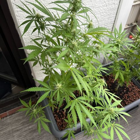 Auto Northern Lights growlog timeline photo
