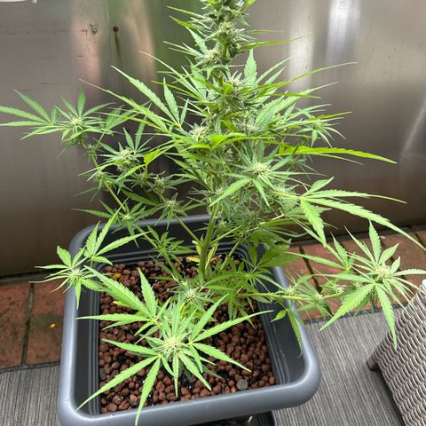 Royal Creamatic growlog timeline photo