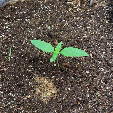 Afghani #1 growlog timeline photo