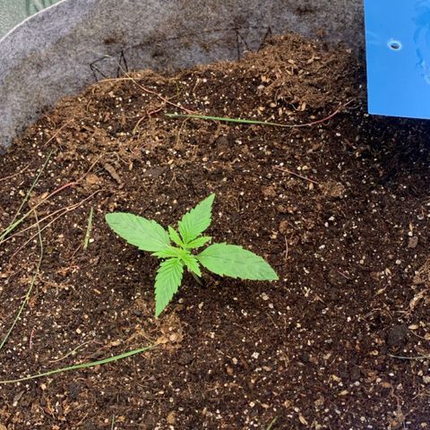 Afghani #1 growlog timeline photo