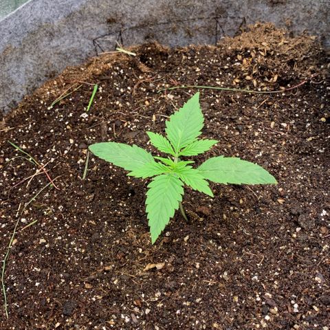 Afghani #1 growlog timeline photo