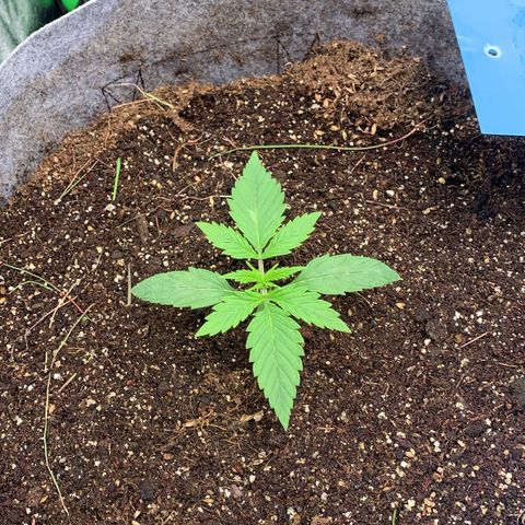 Afghani #1 growlog timeline photo