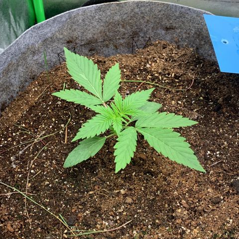 Afghani #1 growlog timeline photo