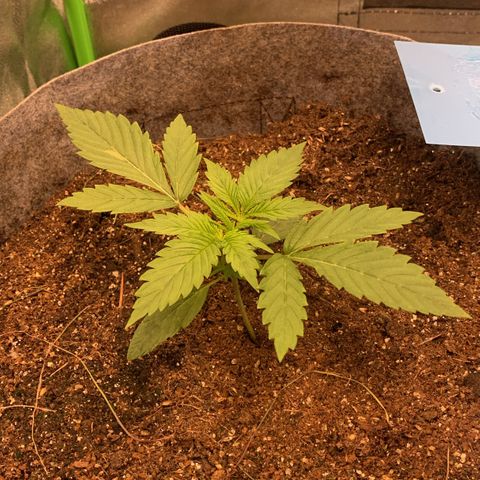 Afghani #1 growlog timeline photo