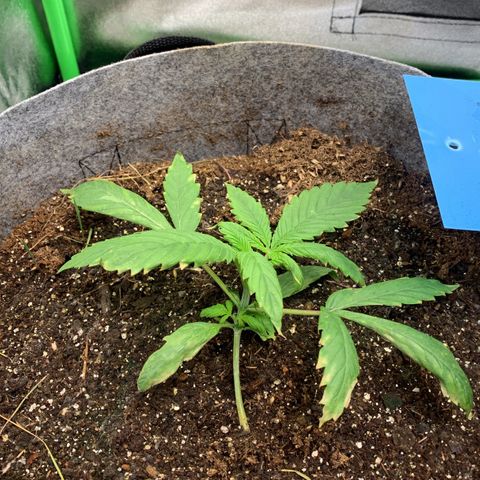 Afghani #1 growlog photo: Rega foliar indevida.