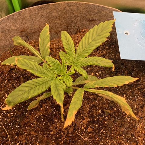 Afghani #1 growlog timeline photo