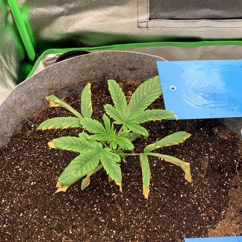 Afghani #1 growlog timeline photo