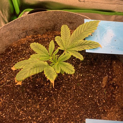 Afghani #1 growlog timeline photo
