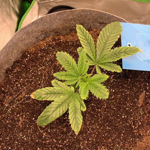 Afghani #1 growlog timeline photo