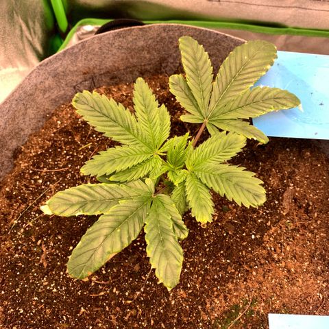 Afghani #1 growlog timeline photo